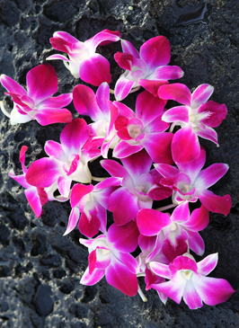 loose pink orchids